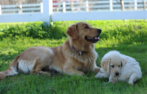  Regency Ranch Golden Retrievers consists of myself, my husband, and my two wonderful and active children